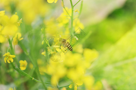 采花蜜油菜花与蜜蜂设计图片