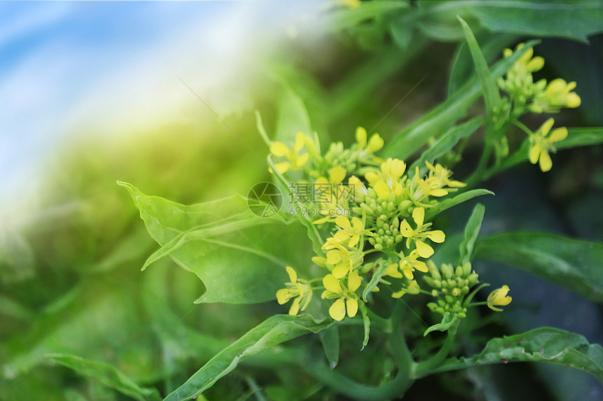 春季油菜花图片