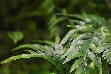 叶子上的水珠背景图片