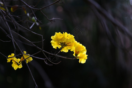 风铃花折扇风铃木背景