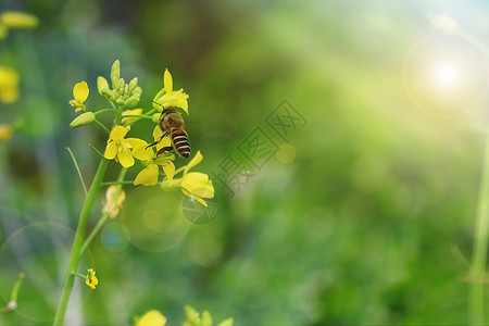 蜜蜂采花蜜勤劳的蜜蜂设计图片