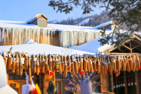 完整玉米棒子东北雪谷背景