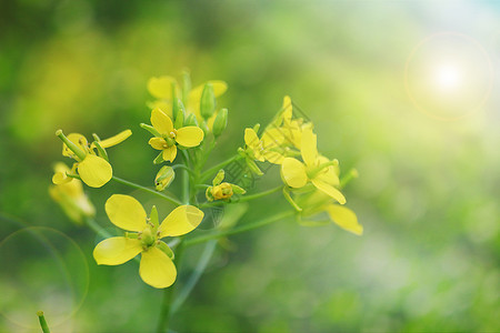 蜜蜂采蜜忙春天的油菜花设计图片