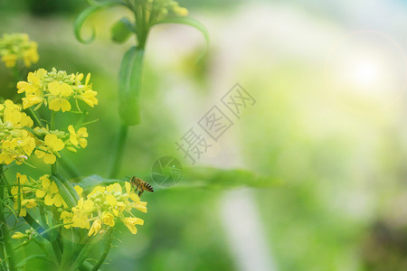 蜜蜂开始采蜜了春天来了设计图片