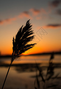 夕阳下的芦苇背景素材高清图片素材