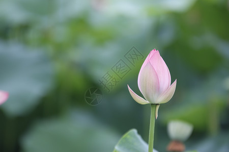 夏日池塘里的荷花花瓣高清图片素材