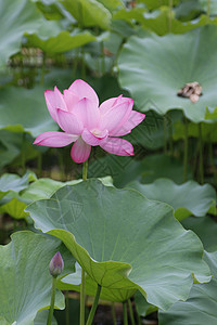 夏日池塘里的荷花花瓣高清图片素材