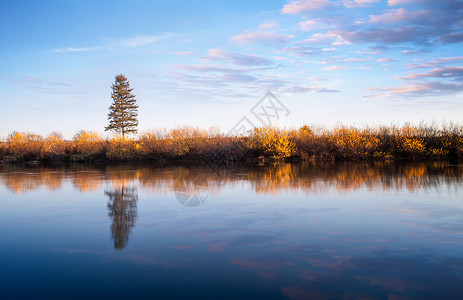 秋天的风景孤独的一棵树高清图片
