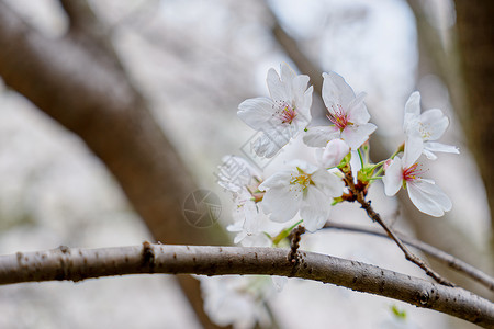 三月樱花季盛开的樱花花期高清图片素材