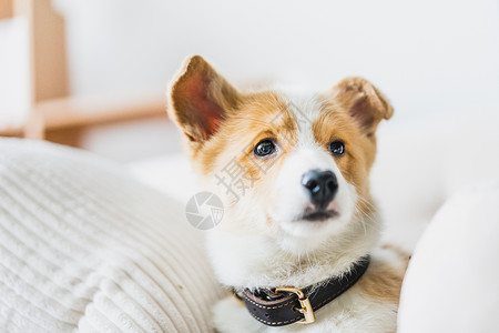 柯基犬背景