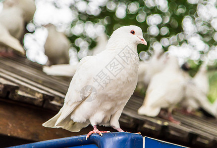和平鸽橄榄枝屋檐上的白鸽背景