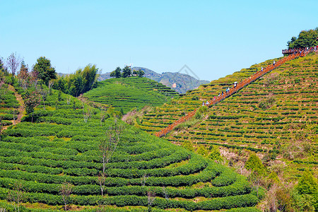 大田高山茶茶园图片