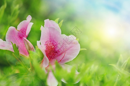 春天的花朵杜鹃花高清图片素材