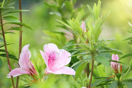 春季花开粉色花朵高清图片素材