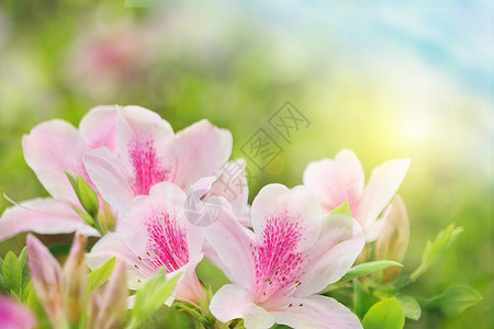 春分繁花开杜鹃花开设计图片