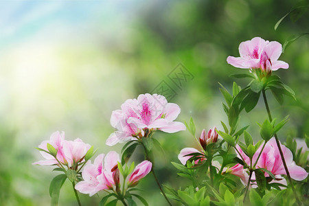 植物开花春暖花开设计图片