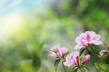 芬芳杜鹃花春天的杜鹃花设计图片