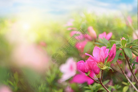 美丽杜鹃花杜鹃花开设计图片