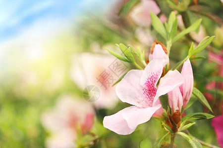 粉红色的杜鹃花杜鹃花开设计图片