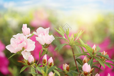 粉红色的杜鹃花春暖花开设计图片