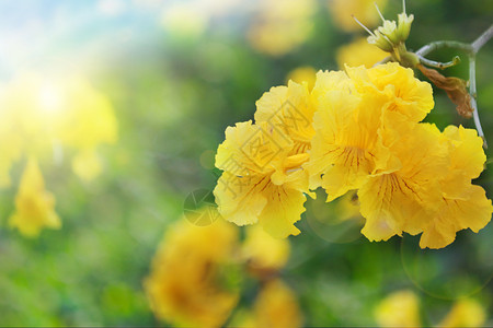 春分繁花开盛开的黄花风铃木设计图片