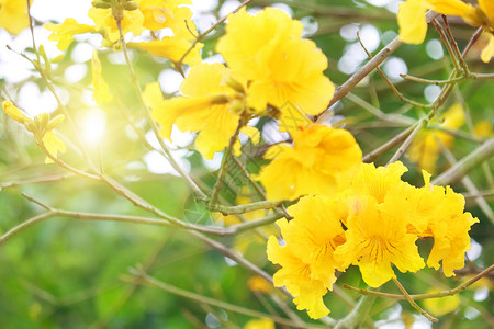 黄花风铃春暖花开设计图片