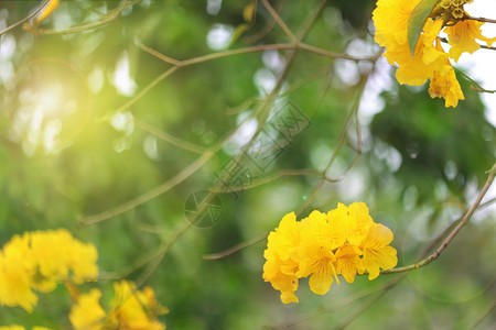 春天花朵背景背景图片