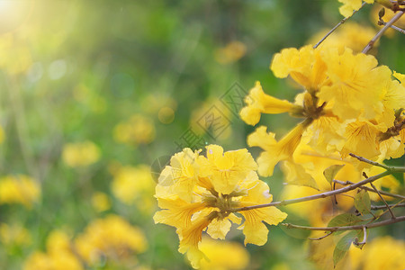 黄花风铃春暖花开设计图片