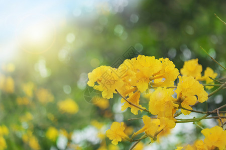 黄花风铃春天花朵背景设计图片