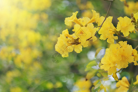 春暖花开背景图片