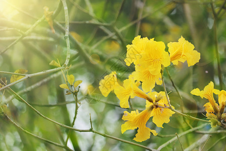 黄花风铃春天的花朵设计图片