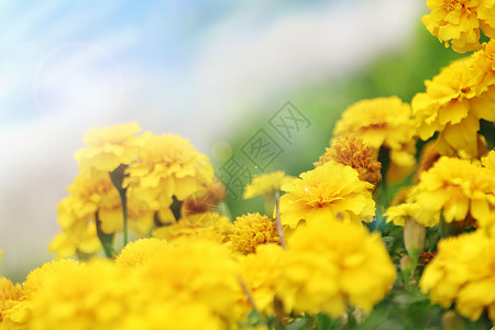 黄色的花朵春暖花开设计图片