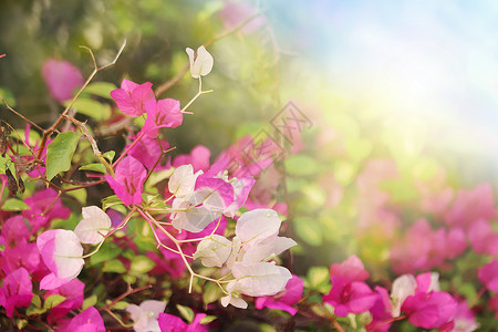 三国城春天花朵背景设计图片