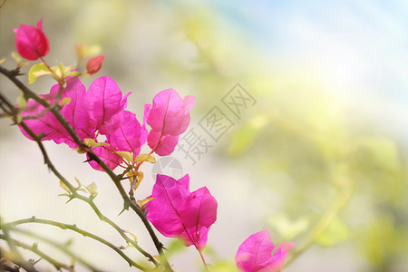 三角梅春天花朵背景设计图片