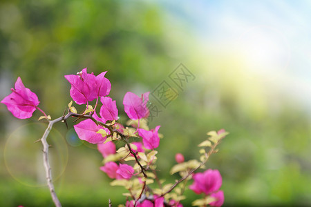 春季花朵光叶子花高清图片