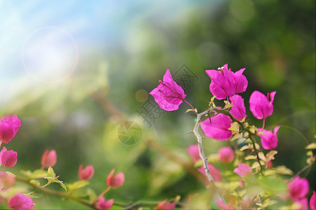 光叶子花三角梅春天花朵背景设计图片