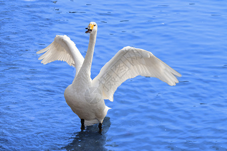威海天鹅湖的天鹅高清图片