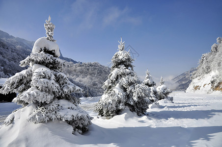 冬季自然风景高山顶上的雪松背景