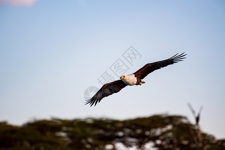 凤头鹰翱翔的非洲海雕背景