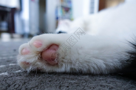 一只小猫爪可爱粉色猫爪背景