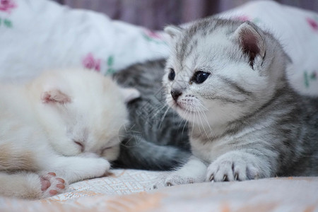 可爱英短幼猫萌猫图片