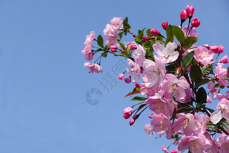 花开放中春季开放的粉色垂丝海棠背景