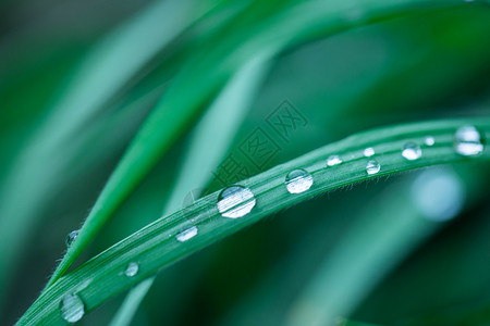 寒露先白后寒下雨后的露珠背景