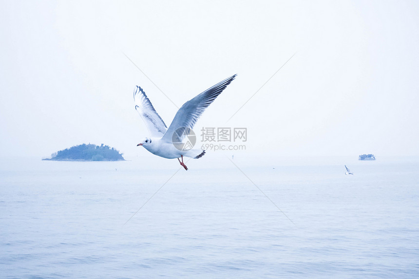 东海上空飞舞的海鸥海鸟图片