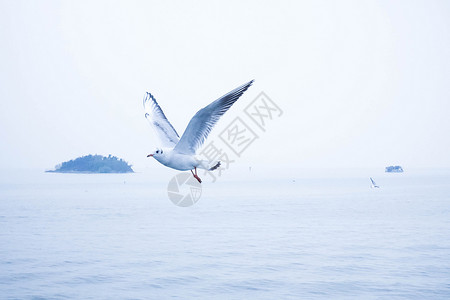 东海上空飞舞的海鸥海鸟飞翔高清图片素材