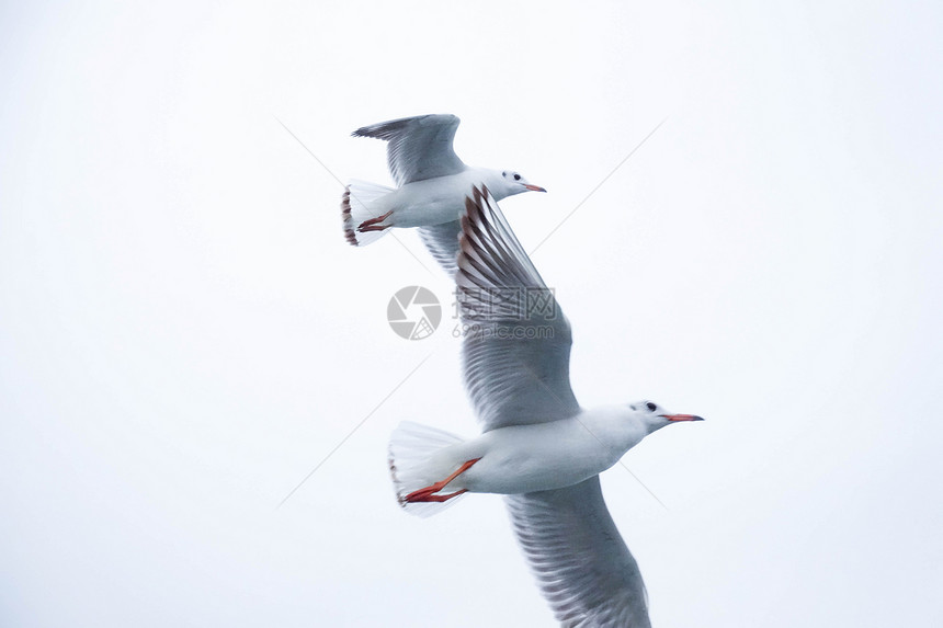 东海上空飞舞的海鸥海鸟图片