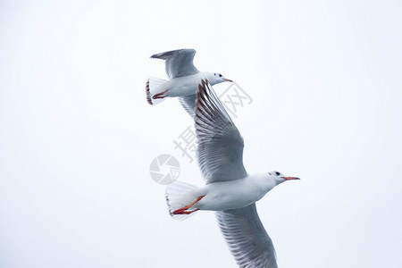 东海上空飞舞的海鸥海鸟背景图片