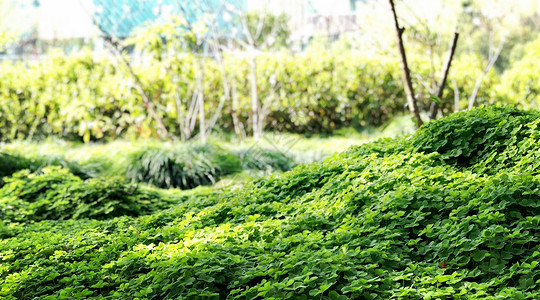 上海辰山植物园绿色植物旅行高清图片素材