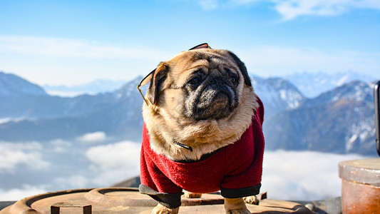 在山顶的哈巴狗背景图片