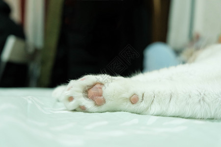 一只小猫爪粉色肉垫猫爪背景